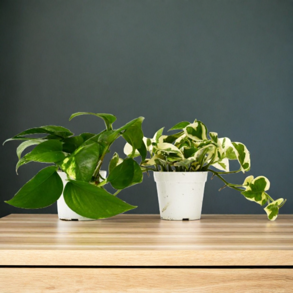 2 Pothos Variety Pack - 4" Pot