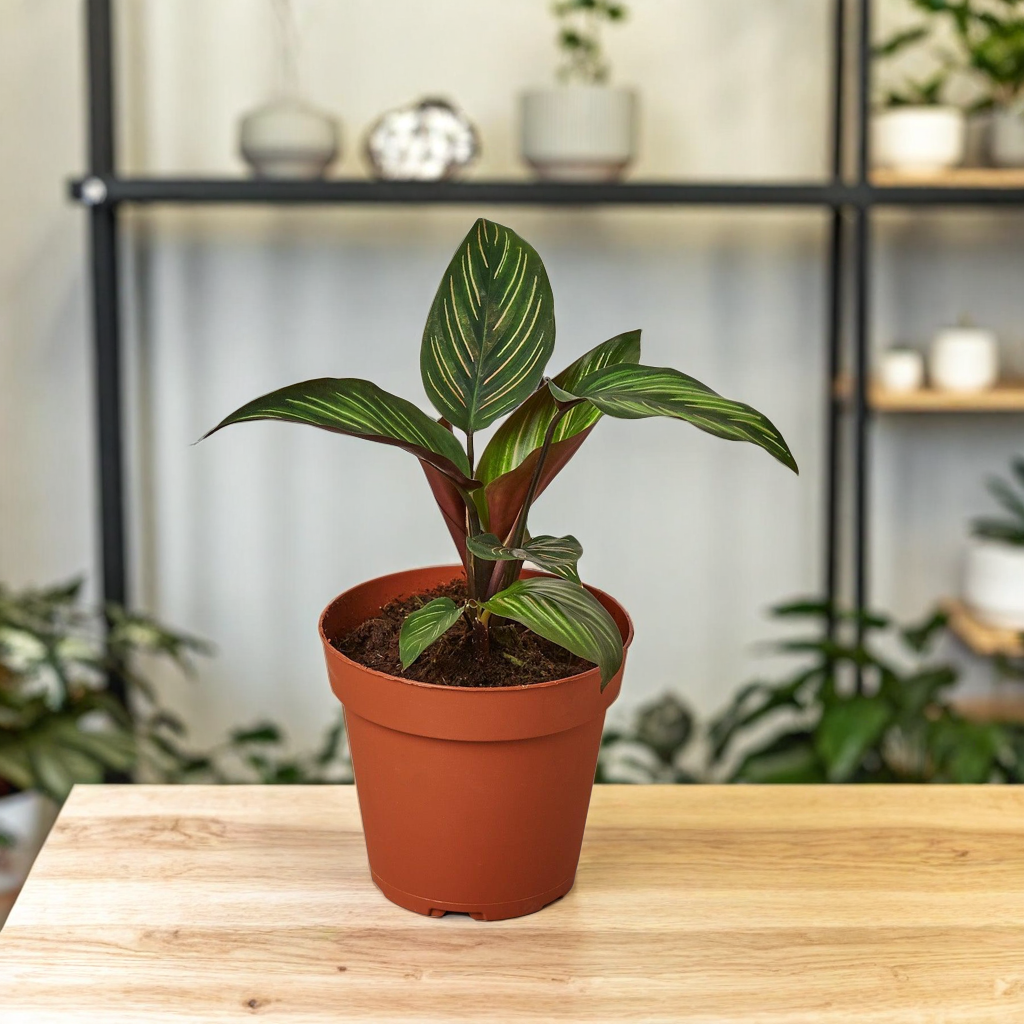 Calathea 'Beauty Star'