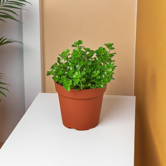 Nettle 'Baby's Tear'