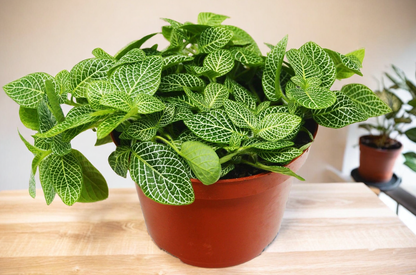 Fittonia 'White Nerve Plant'