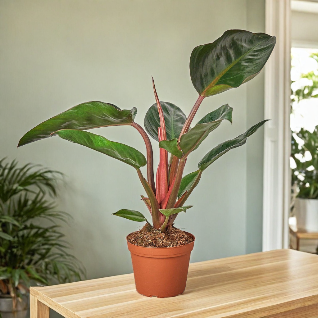 Philodendron 'Congo Rojo'