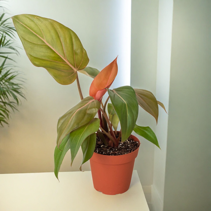 Philodendron 'Summer Glory'