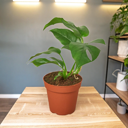 Philodendron Mini Monstera Minima