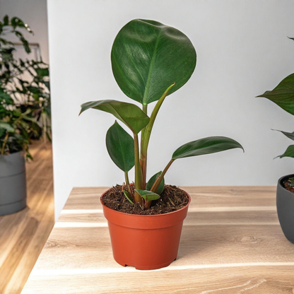 Philodendron 'Congo Rojo'