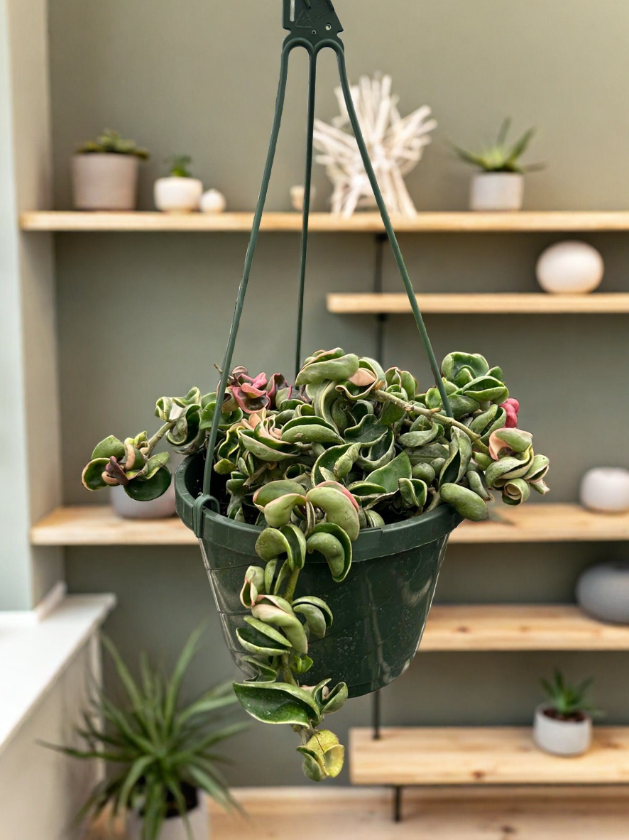 Hoya 'Rope Plant' Variegated