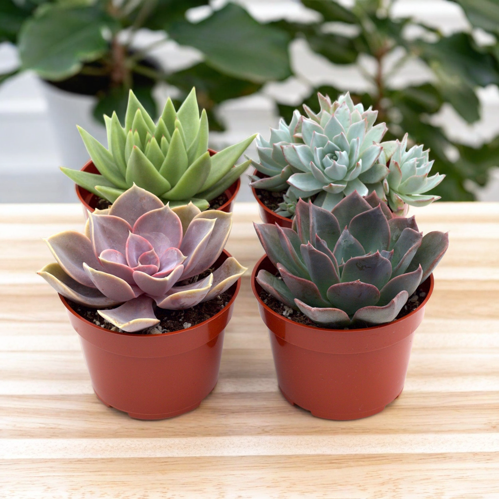 2" Succulent Variety Packs