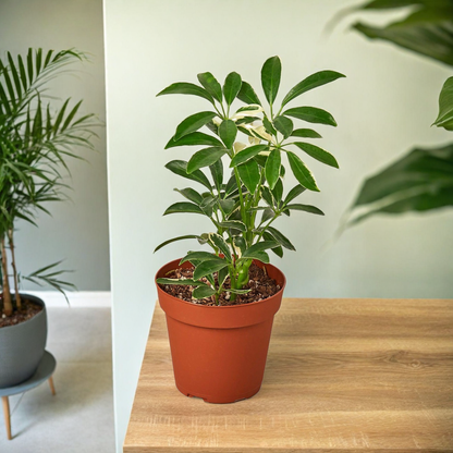 Schefflera Moonlight 'Umbrella Plant'