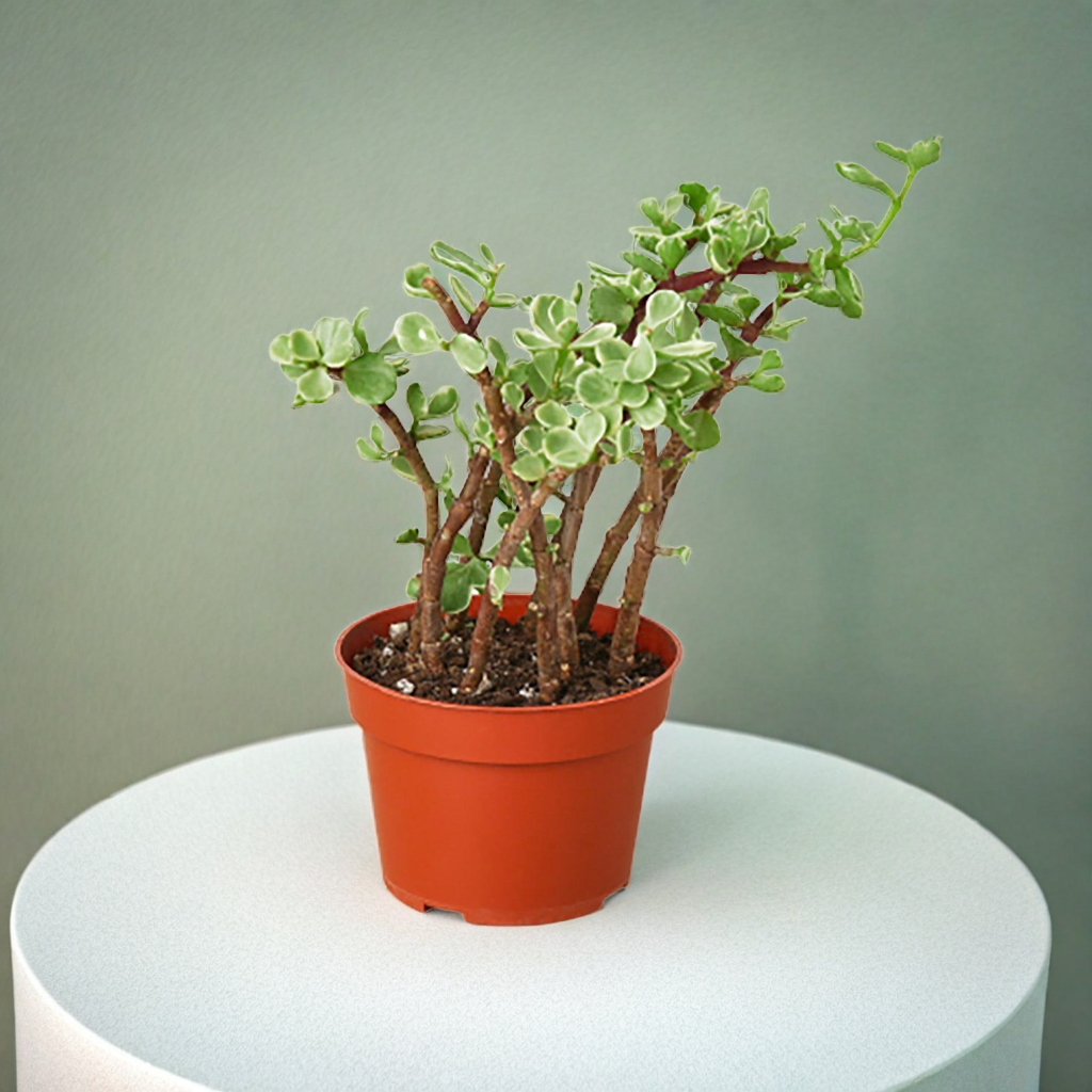 Succulent 'Rainbow Elephant Bush'