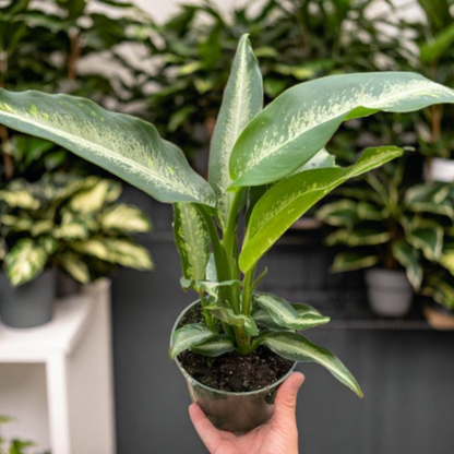 Dieffenbachia Panther