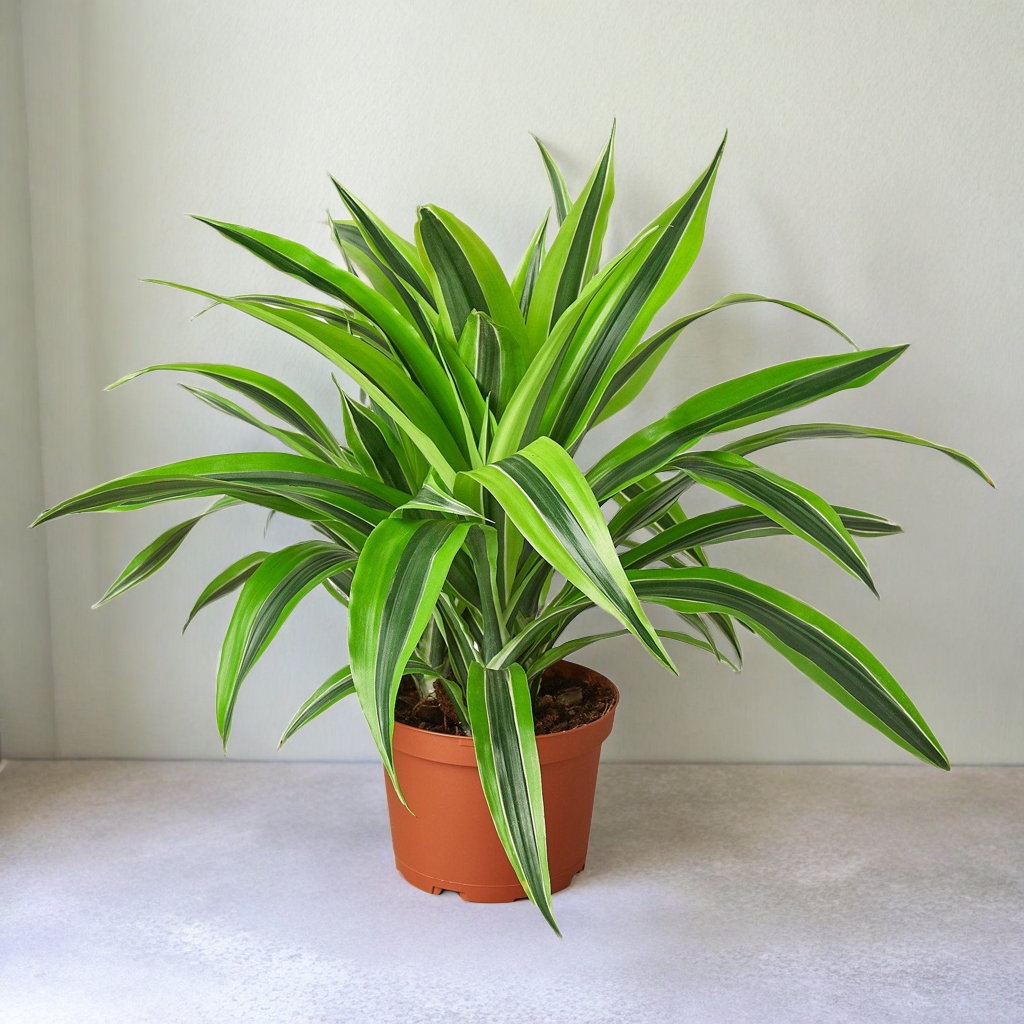 Dracaena Deremensis 'Lemon Lime'