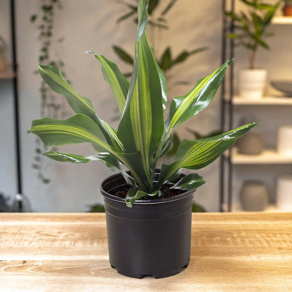 Dracaena Golden Heart