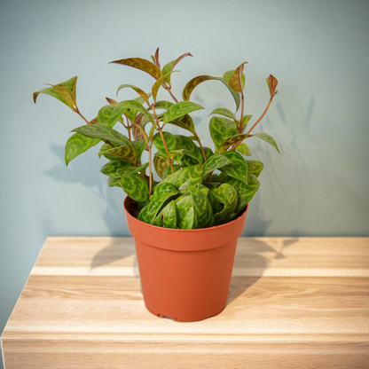 Lipstick Black Pagoda