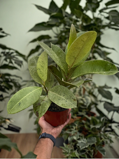 Ficus 'shivereana' (Moonshine)