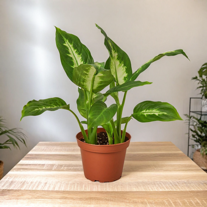 Dieffenbachia Camille