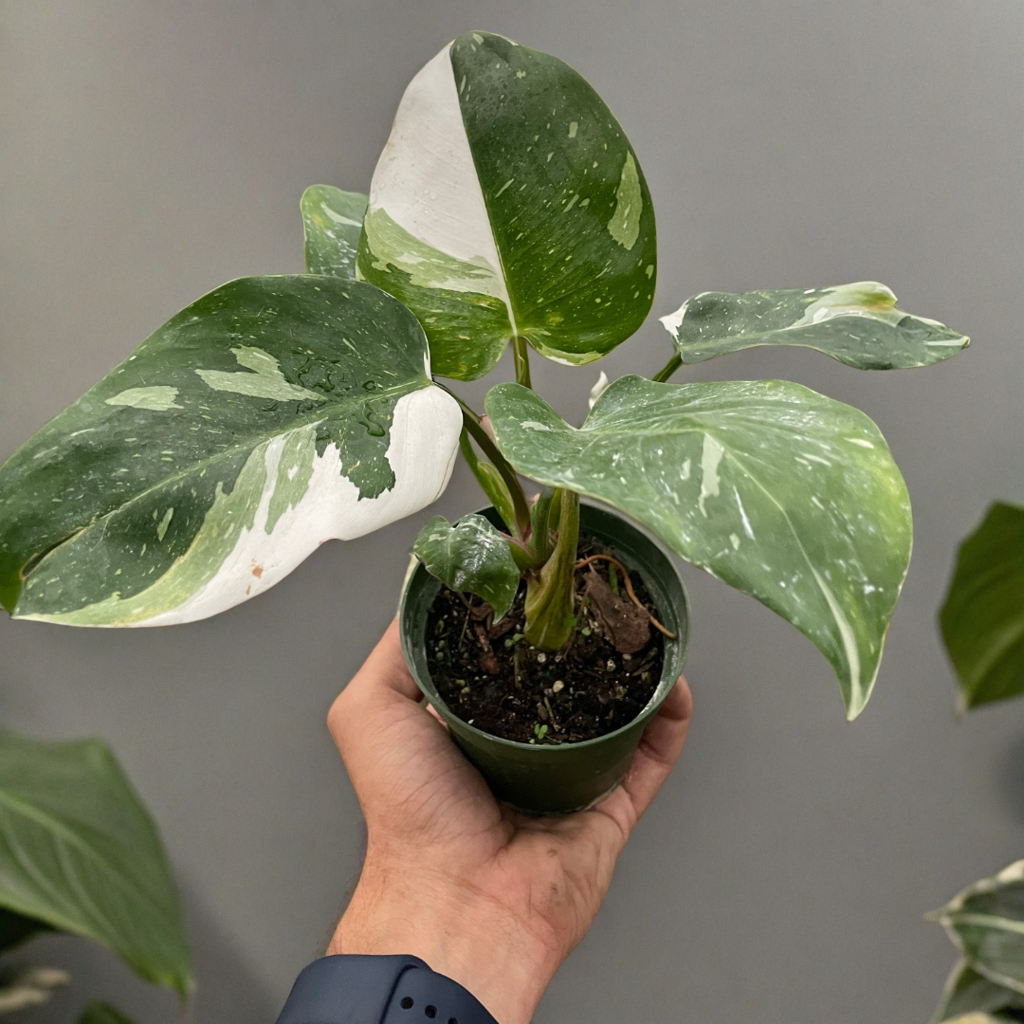 Philodendron 'White Princess'