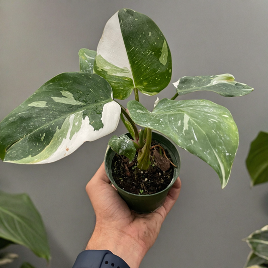 Philodendron 'White Princess'