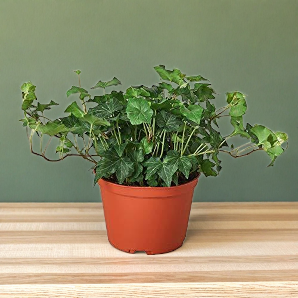 English Ivy Green California