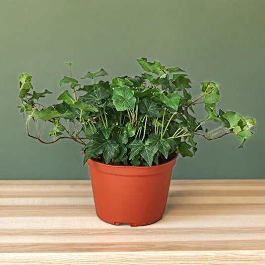 English Ivy Green California