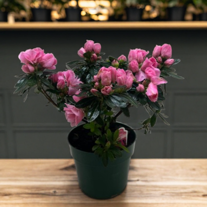 Azalea (Rhododendron)