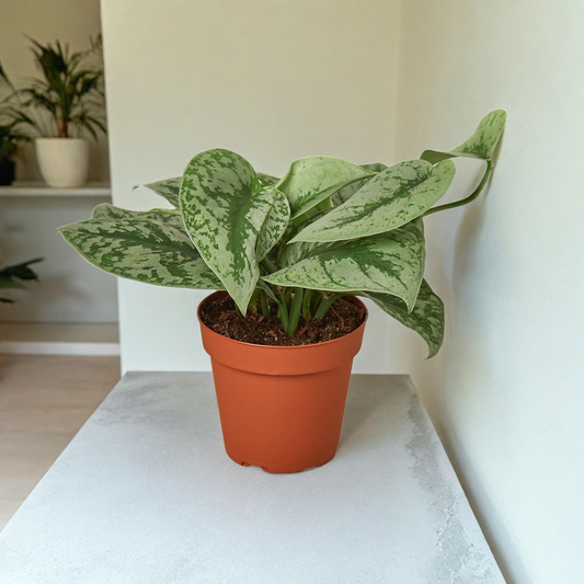 Pothos 'Silver Splash'