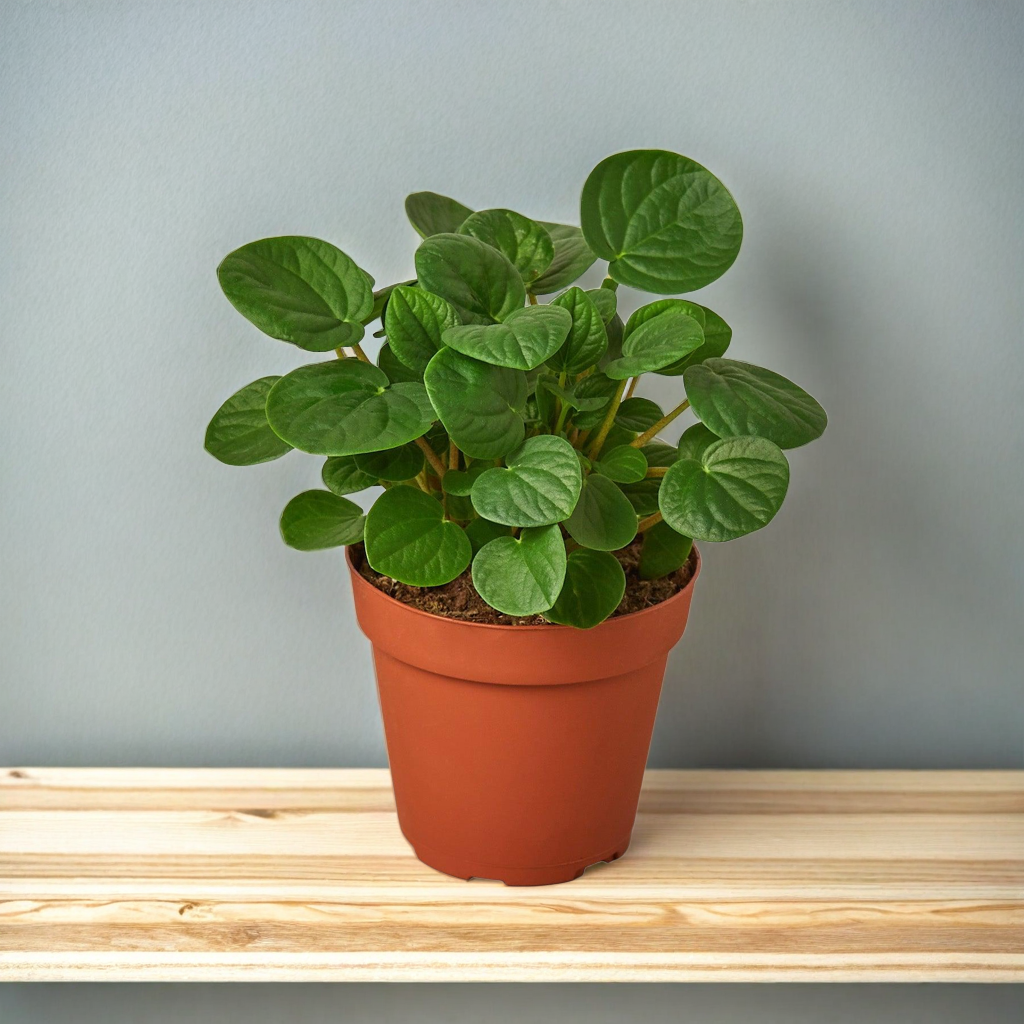 Peperomia 'Rana Verde'