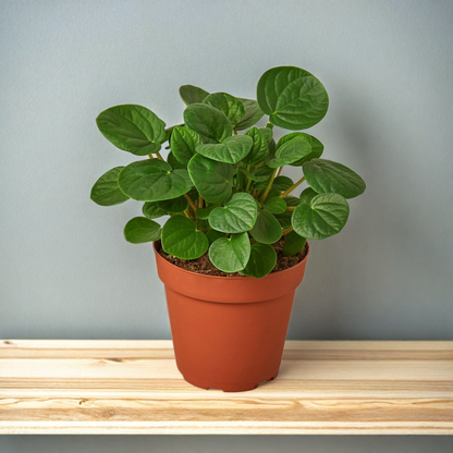 Peperomia 'Rana Verde'