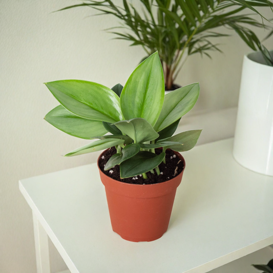 Scindapsus 'Moonlight'