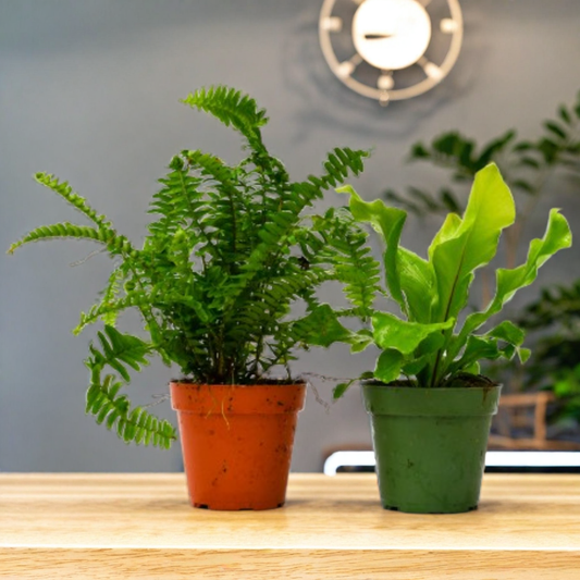2 Fern Variety Pack - 4" Pot