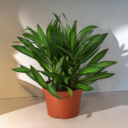 Dracaena 'Song of Jamaica'