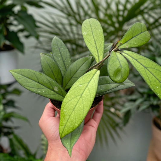 Hoya 'Crassipetiolata'
