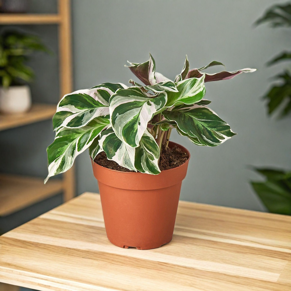 Calathea 'White Fusion'