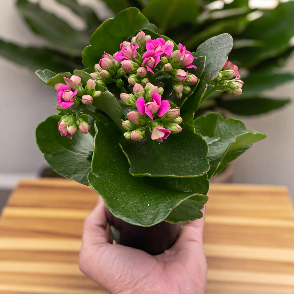 Kalanchoe