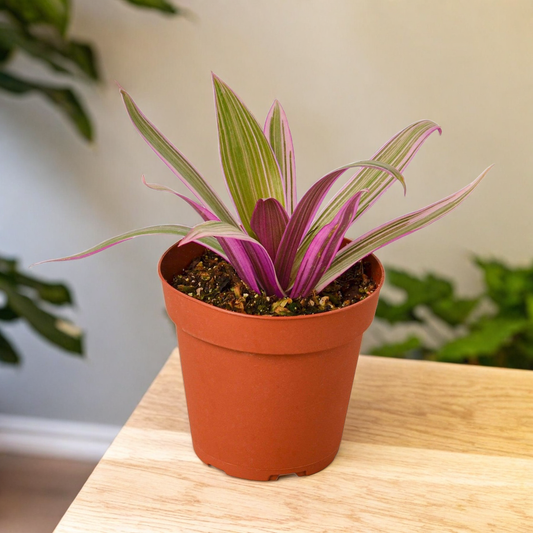 Oyster Plant 'Moses in the Cradle'