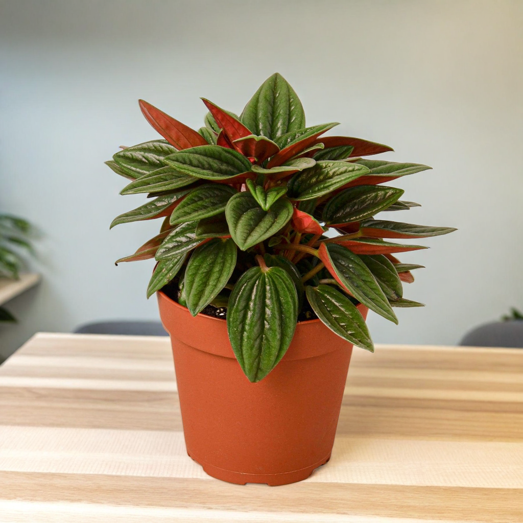 Peperomia Rosso