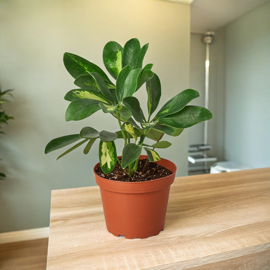 Schefflera Variegated