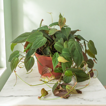 Philodendron 'Velvet'