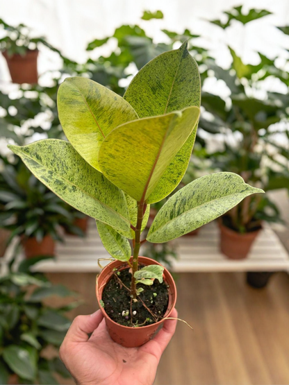 Ficus 'shivereana' (Moonshine)