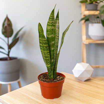 Snake Plant 'Zeylanica'