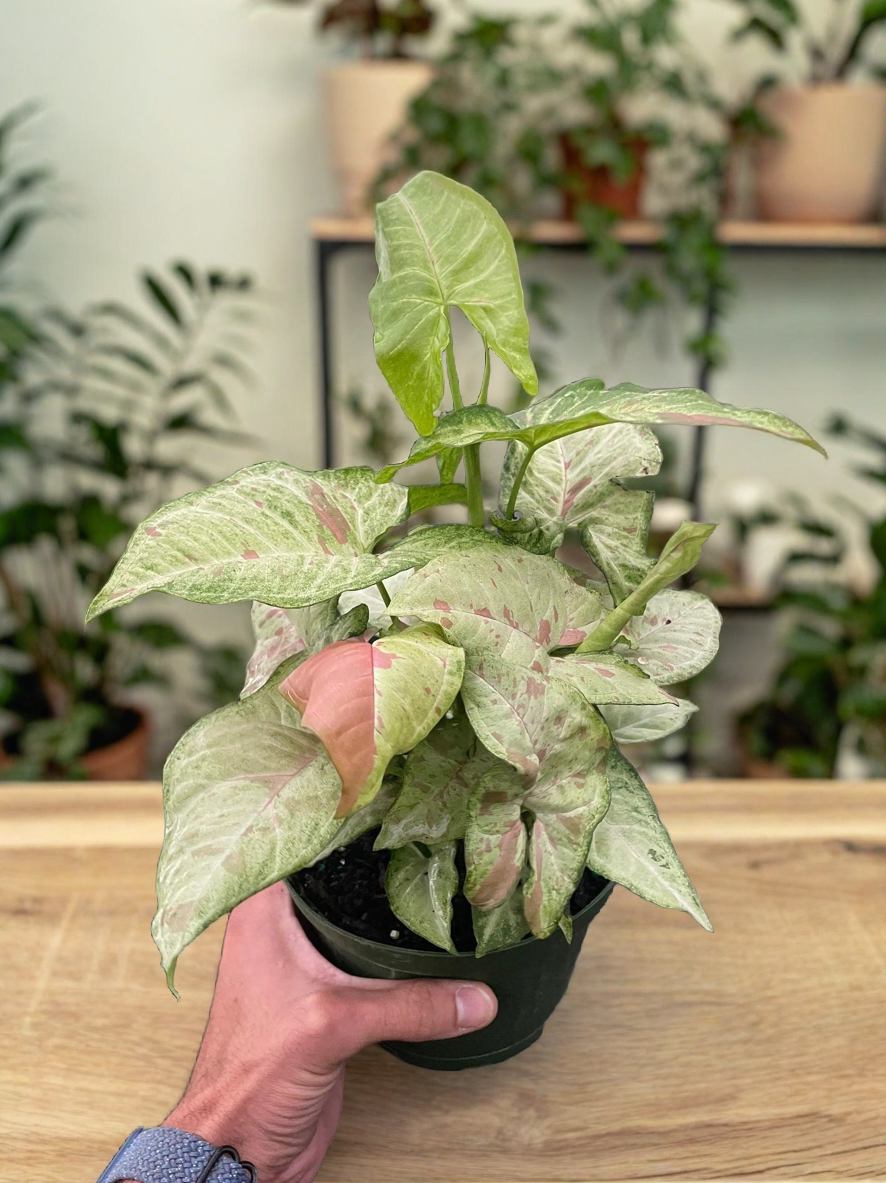 Syngonium 'Confetti'