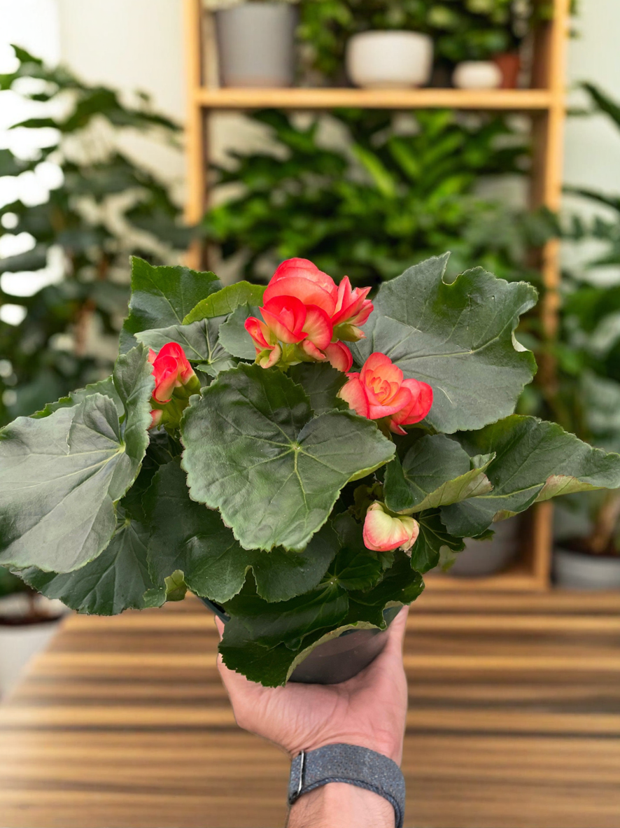 Begonia 'Reiger'