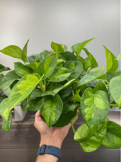 Pothos 'Global Green'