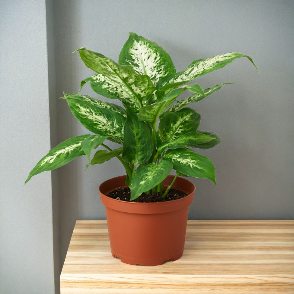 Dieffenbachia 'Tropic Snow'