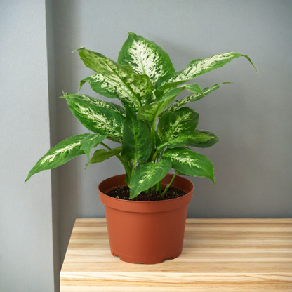 Dieffenbachia 'Tropic Snow'