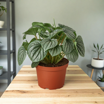 Peperomia 'Frost'