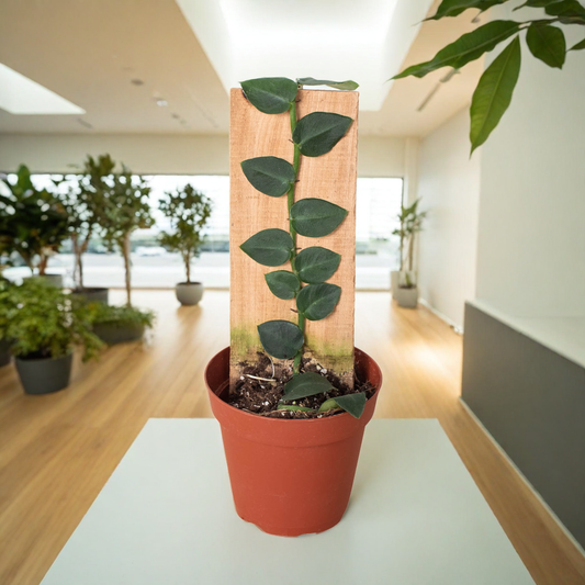 Rhaphidophora 'Hayi' (Shingle Plant)