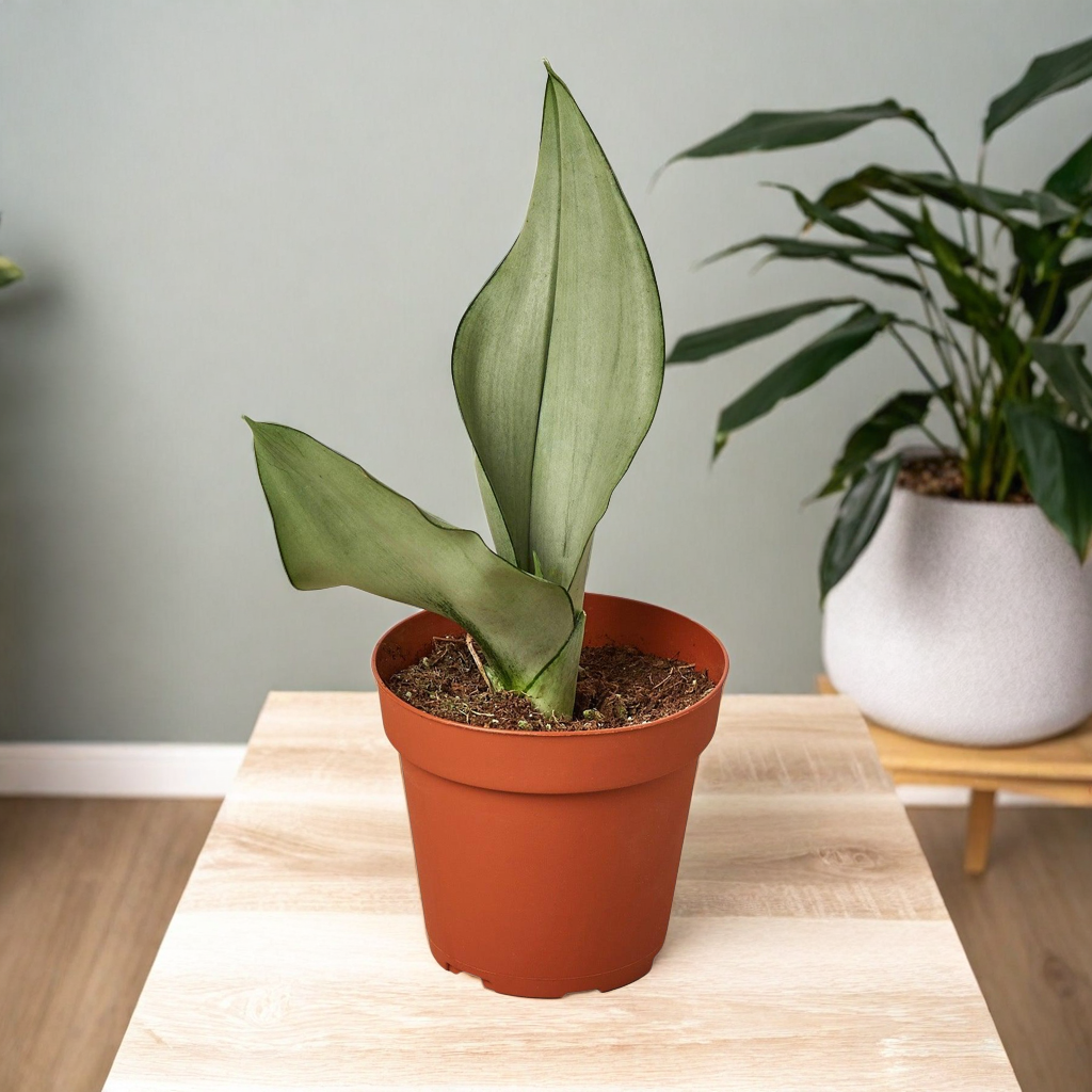 Ficus 'shivereana' (Moonshine)