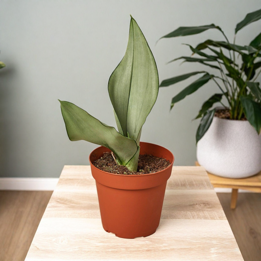 Snake Plant Moonshine