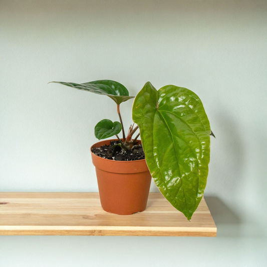 Anthurium 'Radicans x Luxurians'