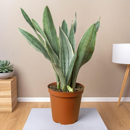 Snake Plant 'Sayuri'