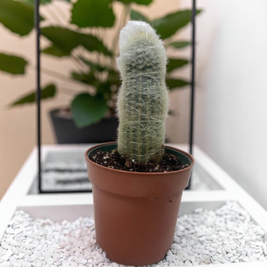 Succulent Cactus Old Man